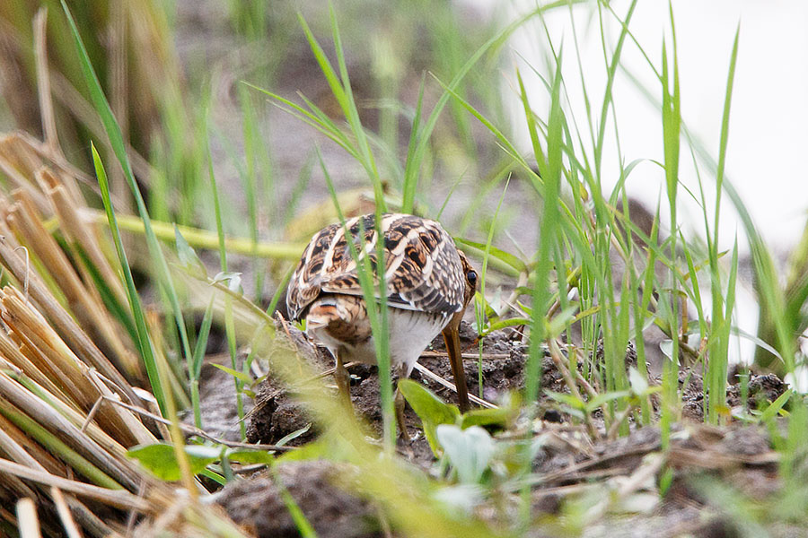タシギ タシギの画像