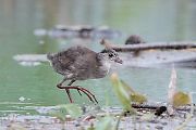 ヒクイナの幼鳥 ヒクイナの幼鳥の画像