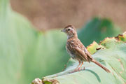 ホオジロ幼鳥 ホオジロ幼鳥の画像