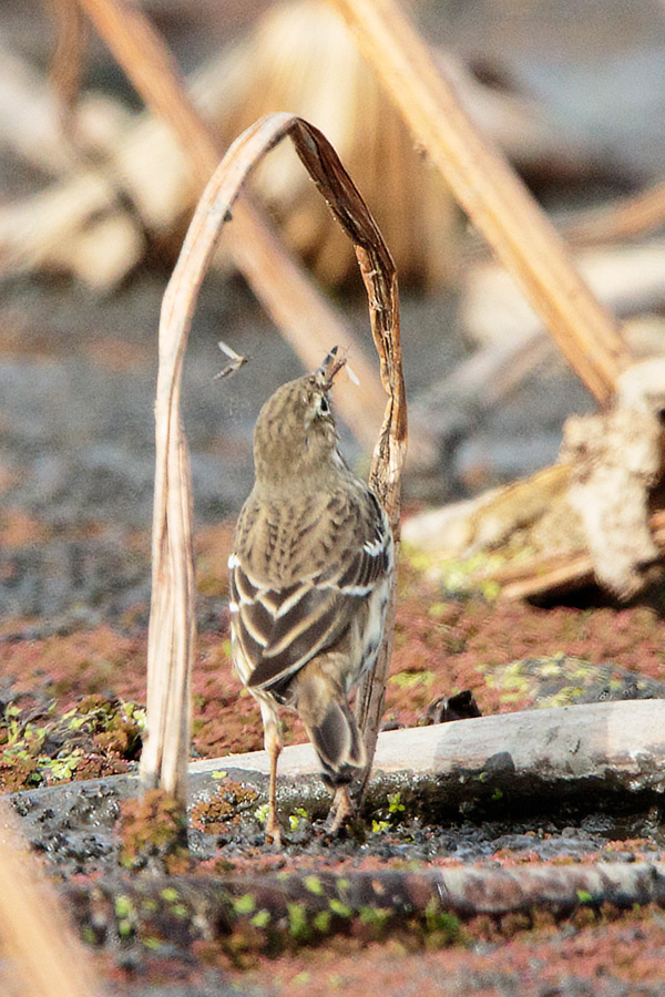 タヒバリの画像