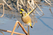 オオカワラヒワ