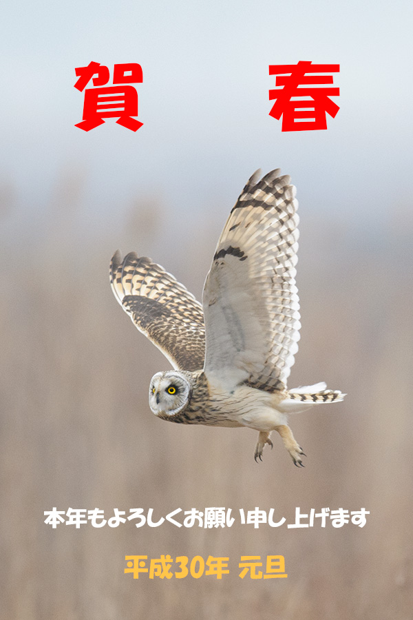 コミミズクの画像
