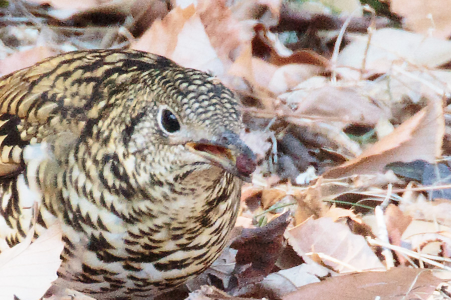 トラツグミの画像