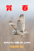 コミミズク コミミズクの画像