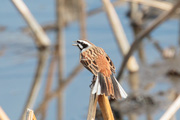 オオカワラヒワ オオカワラヒワの画像