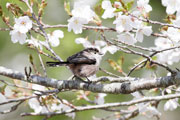 サシバ サシバの画像
