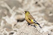 カワラヒワ カワラヒワの画像