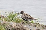 田んぼの鳥たち 田んぼの鳥たちの画像