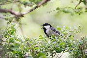 シジュウカラ シジュウカラの画像