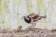 キョウジョシギ キョウジョシギの画像