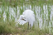 チュウサギ チュウサギの画像