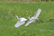 チュウサギとチュウダイサギ チュウサギとチュウダイサギの画像
