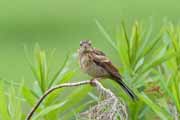 ホオジロの幼鳥 ホオジロの幼鳥の画像