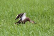 カルガモ カルガモの画像