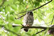 アオバズク アオバズクの画像