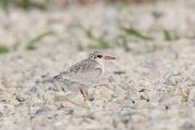 コアジサシの幼鳥 コアジサシの幼鳥の画像