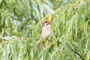 スズメの幼鳥 スズメの幼鳥の画像