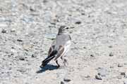 ハクセキレイの幼鳥 ハクセキレイの幼鳥の画像
