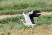 コウノトリ コウノトリの画像