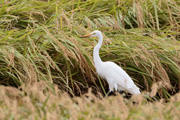 チュウサギ チュウサギの画像