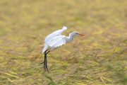 アマサギ アマサギの画像