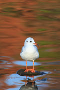 ユリカモメ ユリカモメの画像