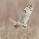 コミミズク コミミズクの画像