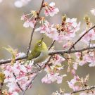 メジロ メジロの画像