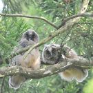 トラフズク トラフズクの画像