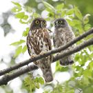 アオバズク アオバズクの画像