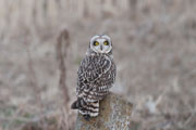 コミミズク コミミズクの画像
