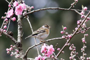 アトリ アトリの画像