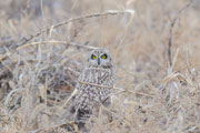 コミミズク コミミズクの画像