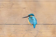 カワセミ カワセミの画像