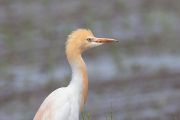 アマサギ アマサギの画像