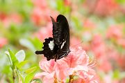 アゲハチョウ アゲハチョウの画像