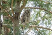 フクロウ フクロウの画像