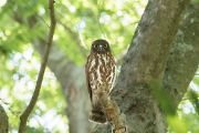 アオバズク アオバズクの画像