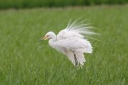 チュウサギ チュウサギの画像