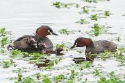 カイツブリ カイツブリの画像