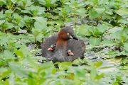 カイツブリ カイツブリの画像