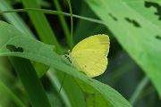 キタキチョウ キタキチョウの画像