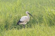 コウノトリ コウノトリの画像