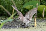 タカブシギ タカブシギの画像
