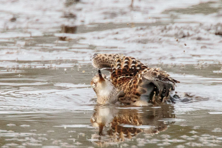 アメリカウズラシギ アメリカウズラシギの画像