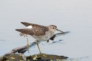 タカブシギ タカブシギの画像