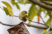 メジロ メジロの画像