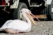 モモイロペリカン モモイロペリカンの画像