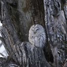 エゾフクロウ エゾフクロウの画像