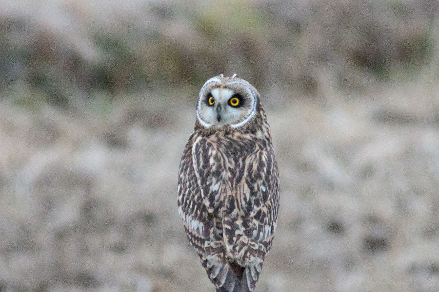 コミミズク コミミズクの画像